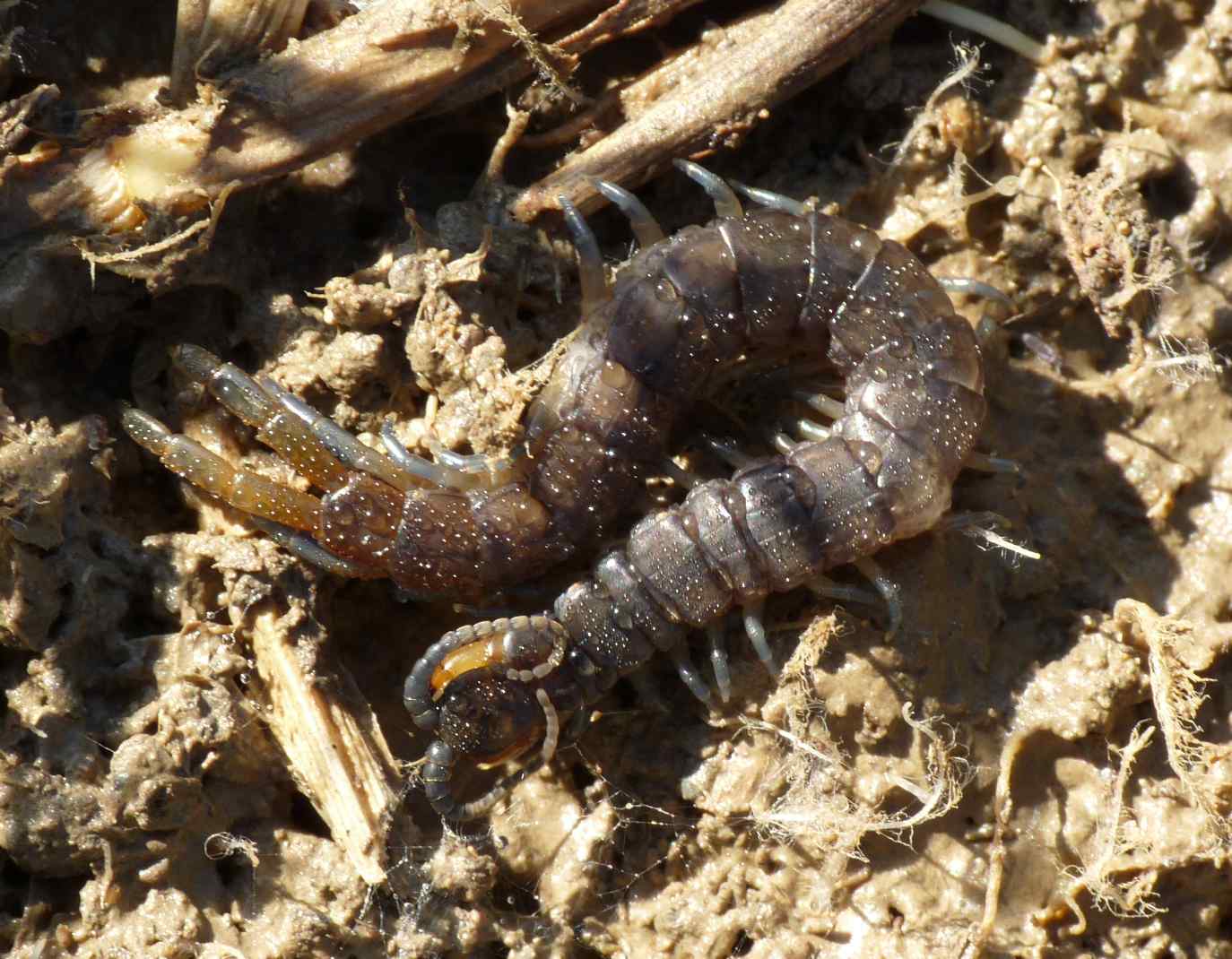 domanda: distribuzione Scolopendra cingulata